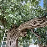 Il Vecchio Carrubo - Con Piscina A Sfioro 빌라