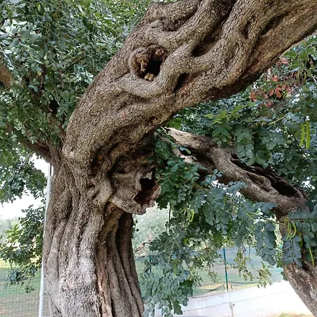 Vila Il Vecchio Carrubo - Con Piscina A Sfioro *