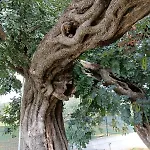 Villa Il Vecchio Carrubo - Con Piscina A Sfioro *